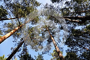 The view of the tall pines when you look up