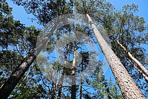 View of tall pines when you look up