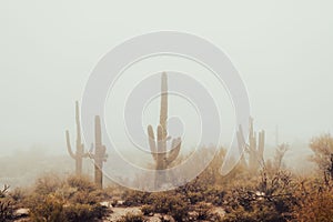 View of tall Saguaro cacti in an Arizona desert landscape, covered in a blanket of fog