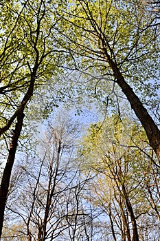 View of tall tree canopy against blue sky