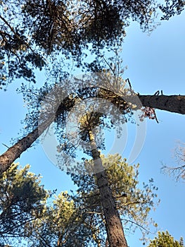 View of tall trees looking upwards