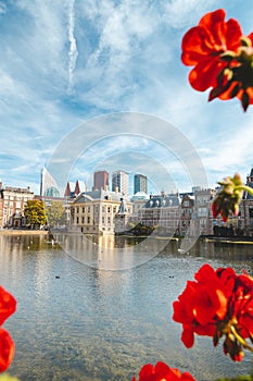 View of the tallest buildings of Den Haag on a sunny day through the red roses. The different coloured skyscrapers are the symbol