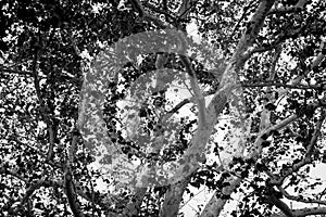 View through a tangle of branches in large tree with white bark and silhouette leaves creating contrast in monochrome