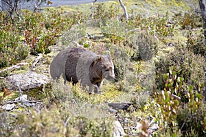 Tasmanian Common Wombat