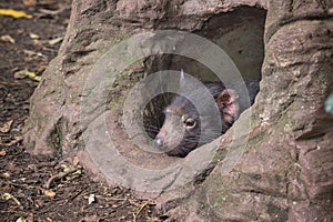 View of Tasmanian devil in a tree hollow at Lone Koala Sanctuary