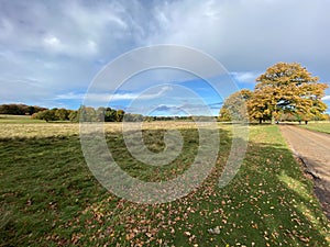 A view of Tatton Park in the Autumn sunshine