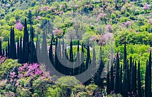 A view of Tbilisi botanical garden by the Narikala fortress, Georgia