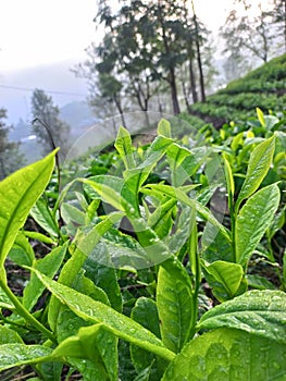 View of the tea garden in the morning