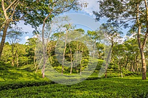 View at the Tea gerden of Srimangal - Bangladesh