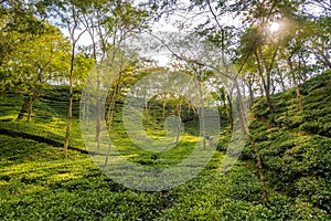 View at the Tea gerden of Srimangal - Bangladesh