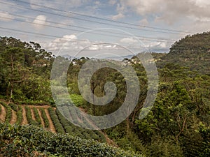 View for the tea plantation