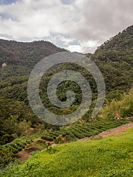 View for the tea plantation