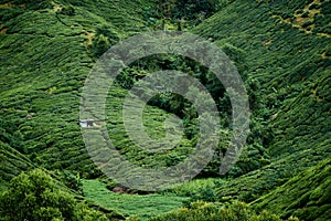 View of tea plantation during the day in Cameron Highland, Malaysia