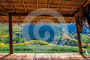 View of Tea plantation in the Doi Ang Khang