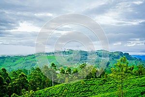 View on tea Plantation from Lipton Seat next to to Haputale, Sri Lanka