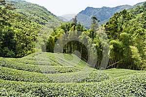 View of tea plantation in the mountaintop