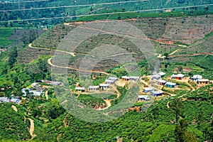 The view of Tea plantation of Sri Lanka