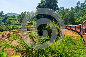 The view of Tea plantation of Sri Lanka