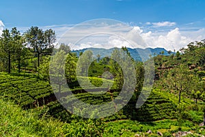 The view of Tea plantation of Sri Lanka