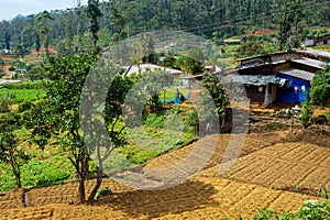 The view of Tea plantation of Sri Lanka