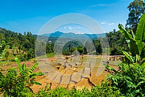 The view of Tea plantation of Sri Lanka