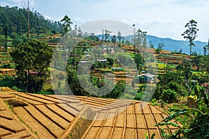 The view of Tea plantation of Sri Lanka