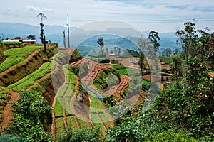 The view of Tea plantation of Sri Lanka