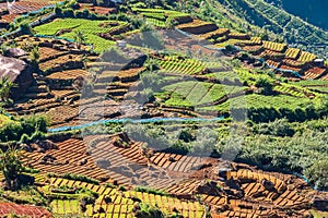 The view of Tea plantation of Sri Lanka