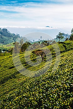 View of tea plantation, Sri Lanka. Landscape of green fields of tea with mountains on background. Lipton`s Seat