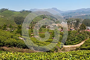 View of tea plantation valley in Munnar