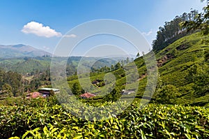 View of tea plantation valley in Munnar