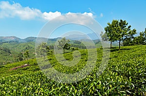 View of tea plantation valley in Munnar