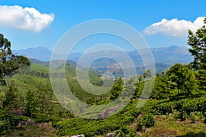 View of tea plantation valley in Munnar