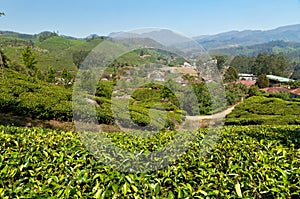 View of tea plantation valley in Munnar