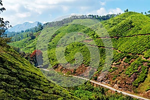 View of tea plantation valley in Munnar photo