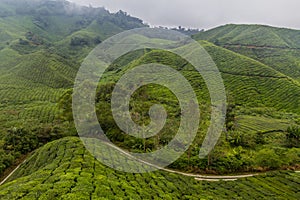 View of a tea plantations in the Cameron Highlands, Malays