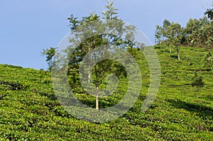 View on tea plantations, near Munnar