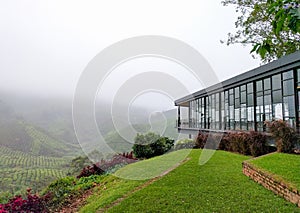 View of tea shop and tea plantations covered with fog