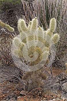 View of Teddy Bear Cholla, Opuntia bigelovii