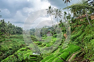 View of Tegallalang Rice Terrace