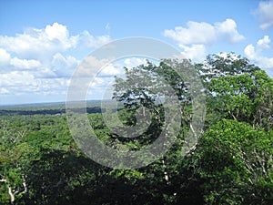 View from Templo IV, Tikal, Peten, Guatemala, Central America 7