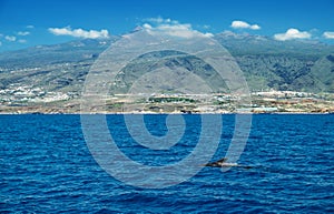 View on Tenerife island from ocean. Pilot whales in the water are in the foreground