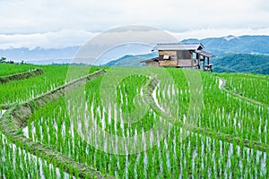 View Terraced Paddy Field in Mae-Jam Village, Chaingmai