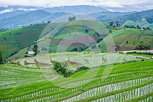 View Terraced Paddy Field in Mae-Jam Village, Chaingmai