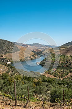 View of the terraced vineyards in the Douro Valley and river near the village of Pinhao, Portugal. Concept for travel in Portugal