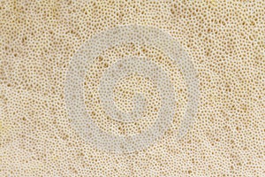 View on the texture of the mushroom cap - pores bottom - back