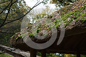 View of a thatch-roof with green moss on a blurred background