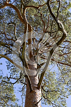 View of thick pine branches. The trunk, branches and crown of a large coniferous tree