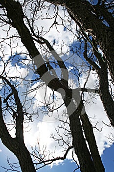 TREE WITH THICKSET BRANCHES AND BRIGHT WHITE CLOUDS photo