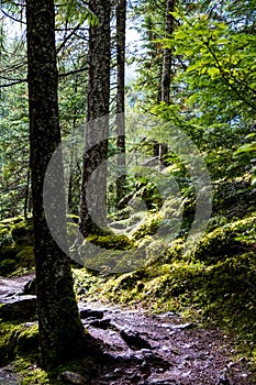 View of a thick wooded path covered in lots of moss with sunlight streaming in.